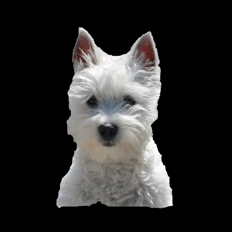 Chien westi mignon chiens petit chien