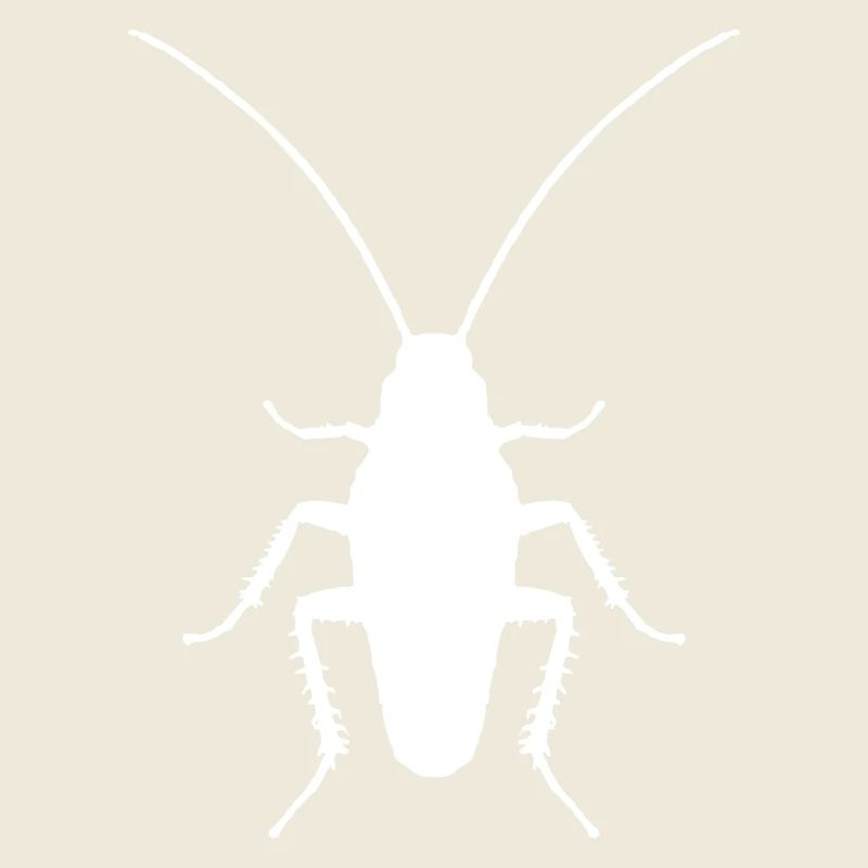 Cockroach insect entomologist