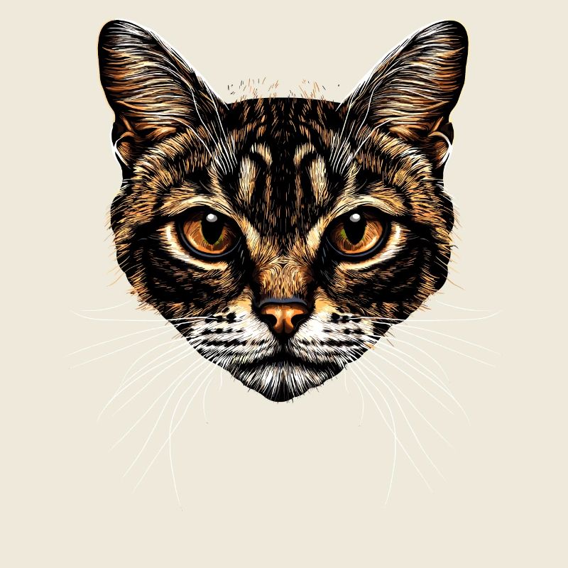 Bengal Katze Leopard Cat Leopardette Bengal Katzen