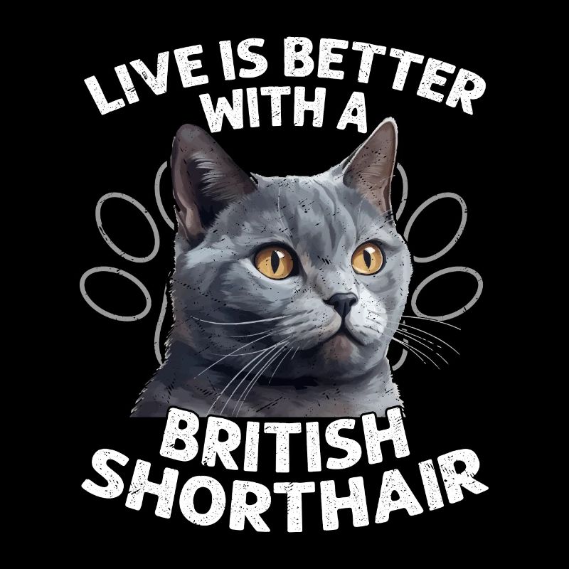 Live Is Better With A British Shorthair Kitten Own