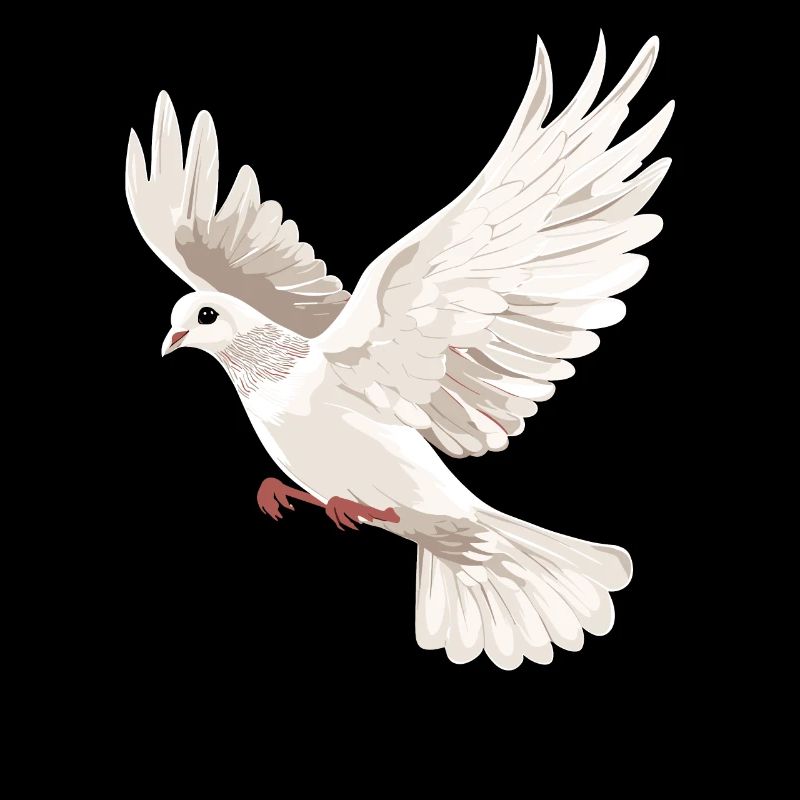 Taube Weiß Frieden Peace Ringeltaube Weiße Tauben