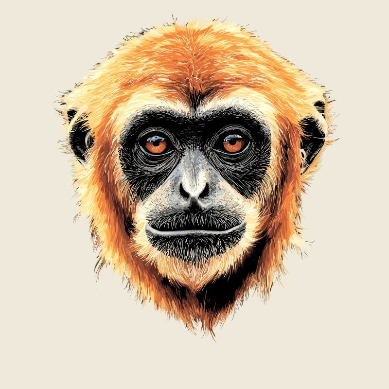 Gibbon Monkey Whitehand Gibbon Monkey Cute Lar Gibbons
