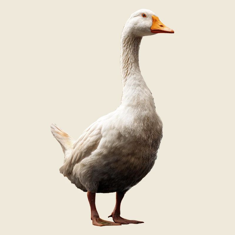 Goose Cute Goose Chicks Goose Chick Duck Small Geese