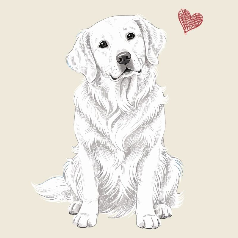 Golden Retriever anglais blanc crème