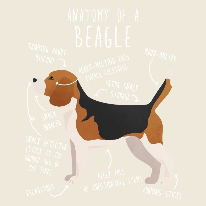 Anatomie des Beagle-Hundes