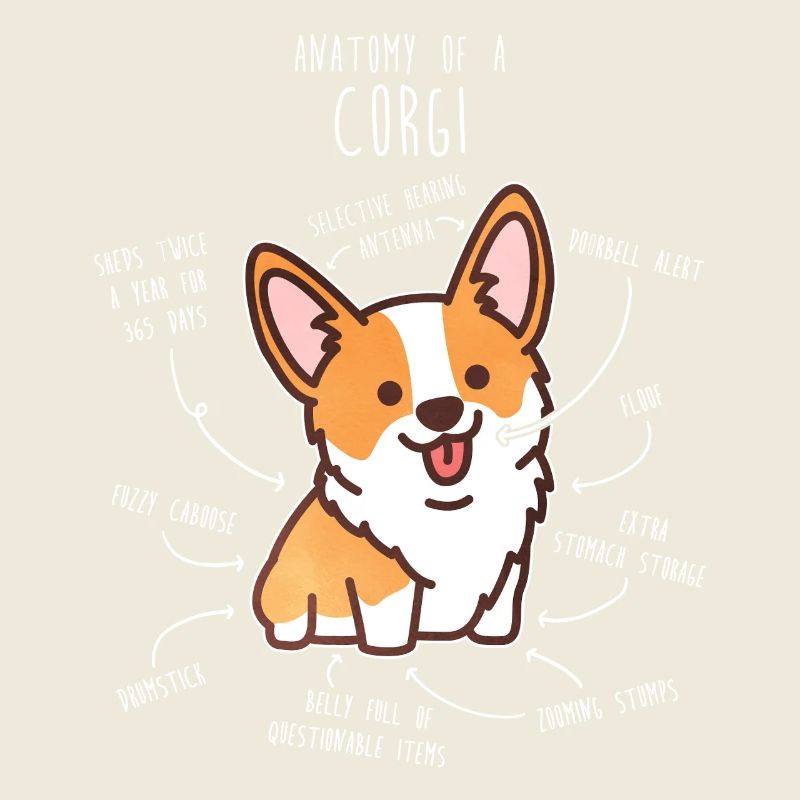 Anatomie du chien corgi
