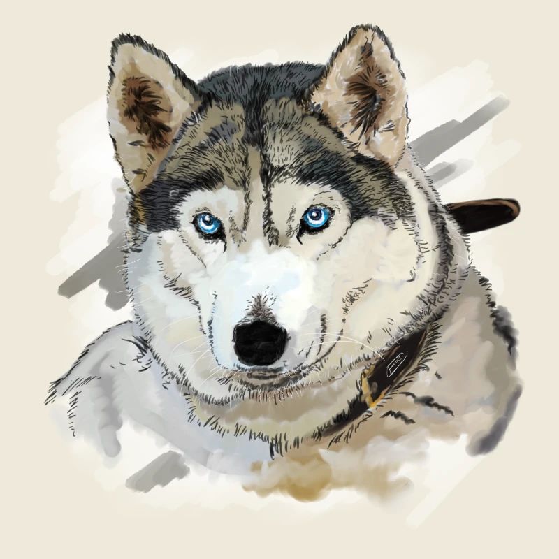 Husky