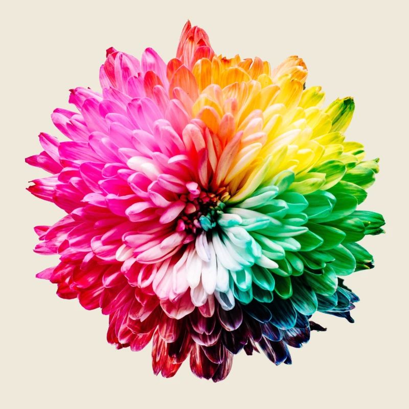 Chrysantheme Regenbogen
