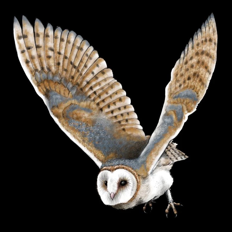 barn owl