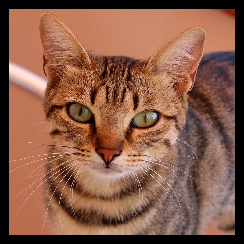 Chat chaton affiche chat carré affiche