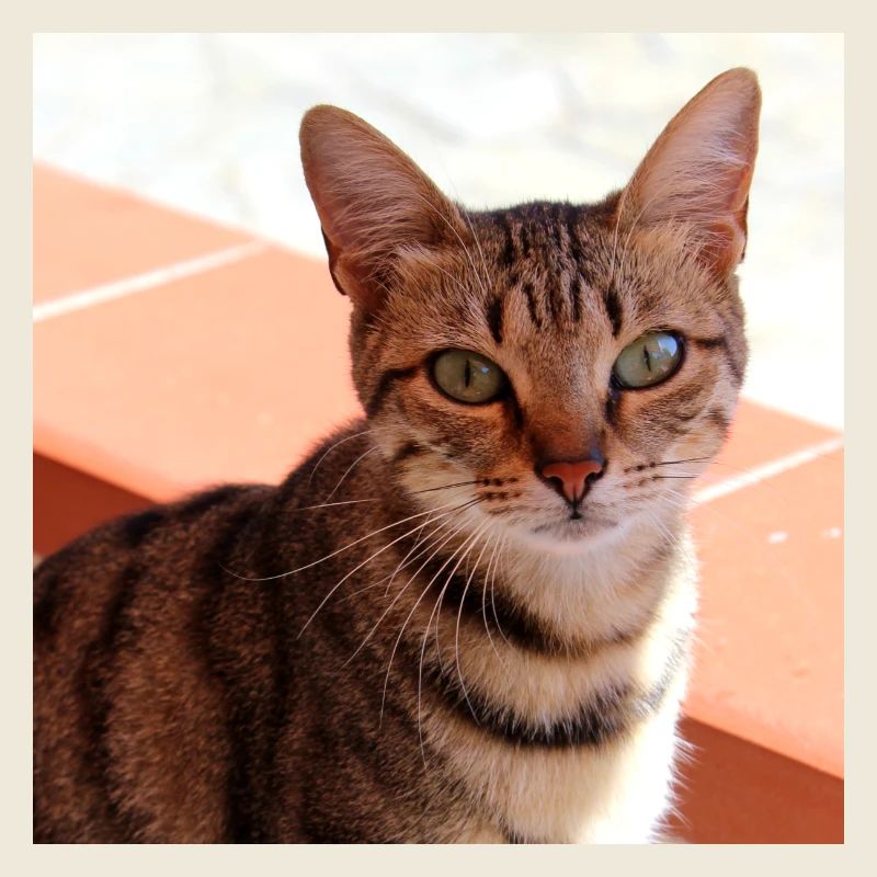 Chat chaton affiche chat carré affiche