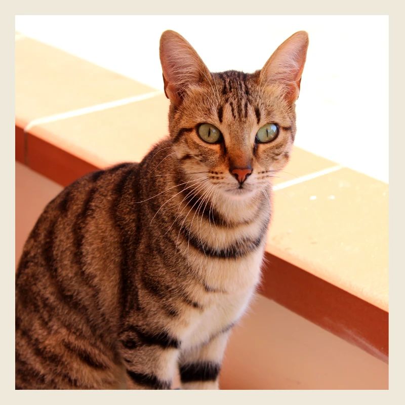 Chat chaton affiche chat carré affiche