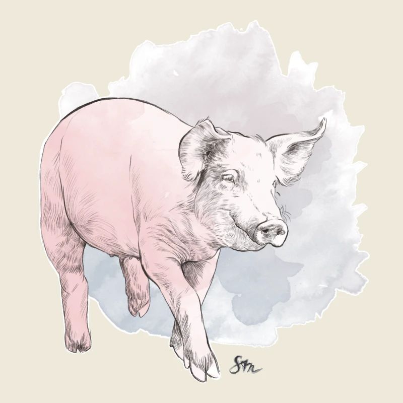 Niedliches Schwein vor buntem Klecks