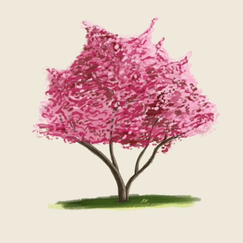 Kirsch-Sakura Rosa Blumenbaum