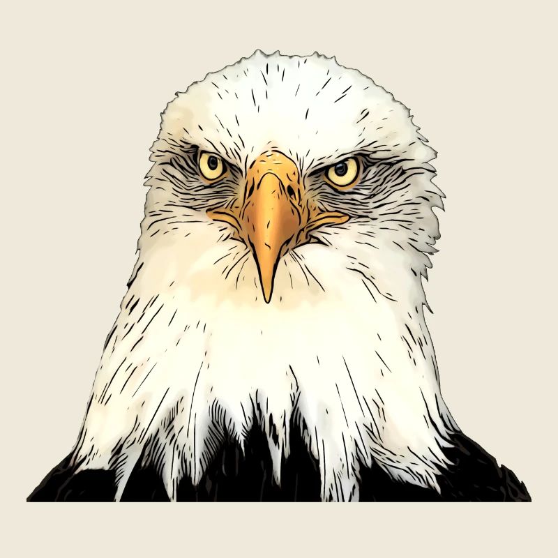 Adlerkopf Illustration mit intensivem Blick