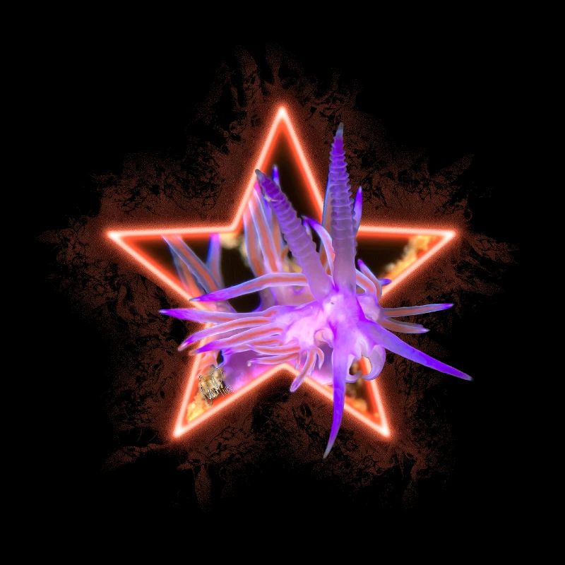 Flabellina à Stern