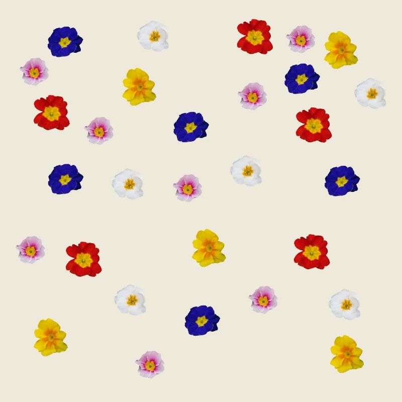 Primroses