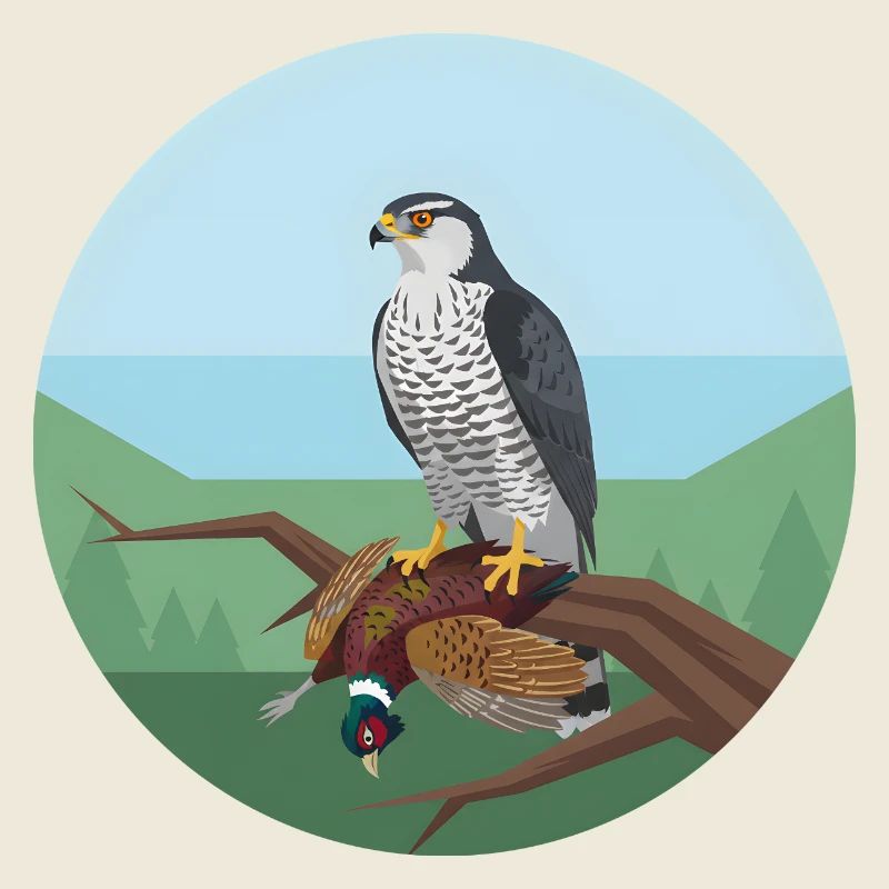 Goshawk with pheasant