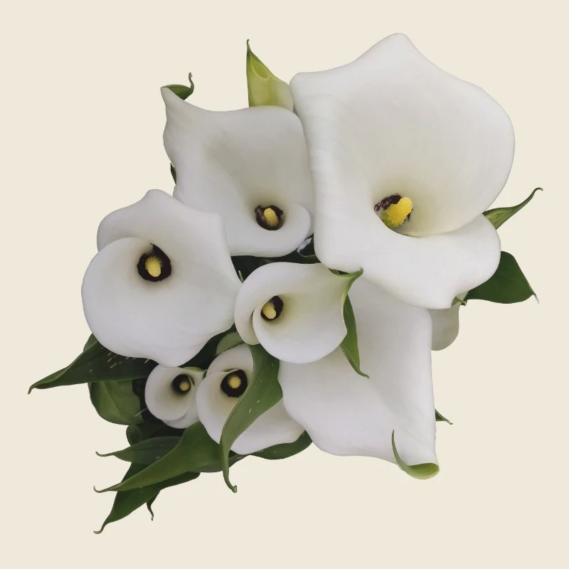 CALLAS BLANCS