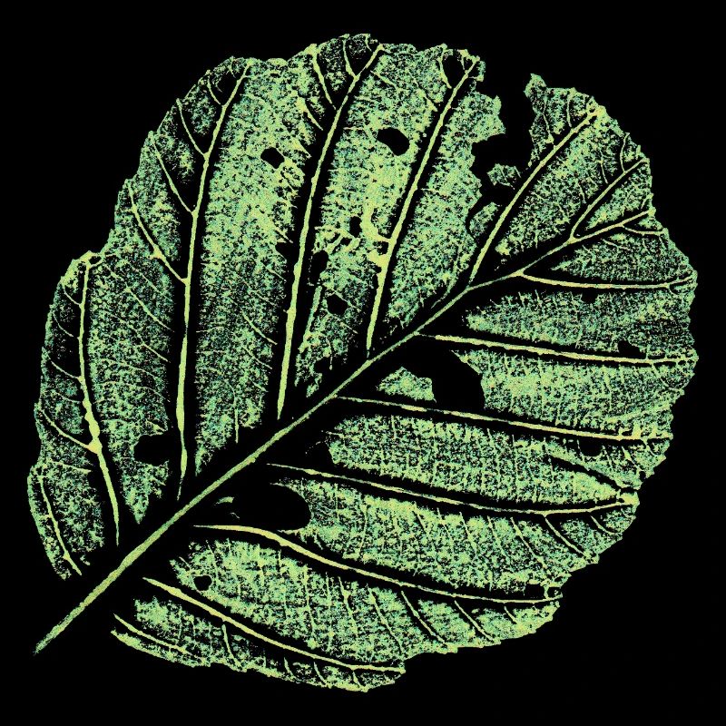 Leaf / Alder