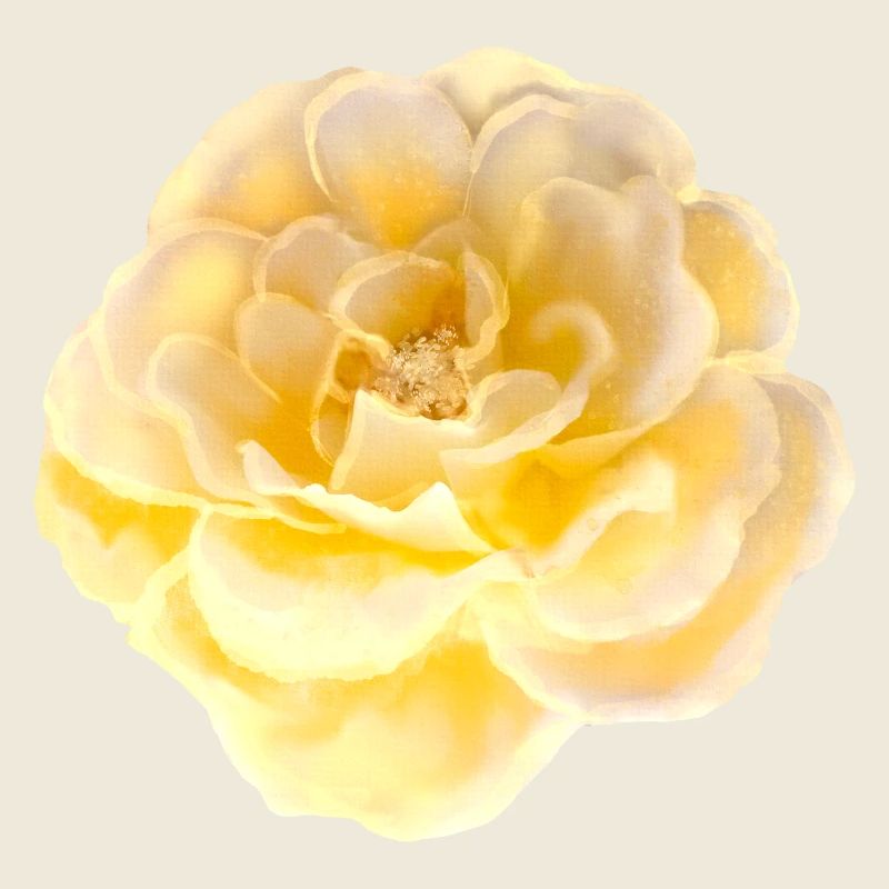 Rose Blume