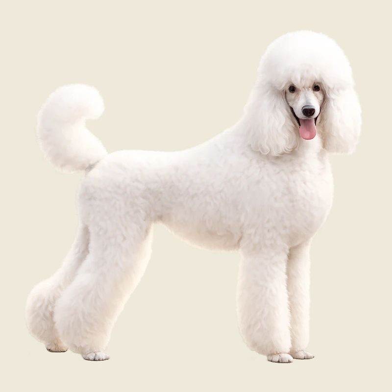 Poodle Large White