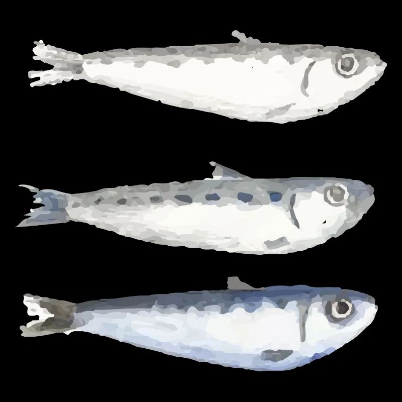 Sardine