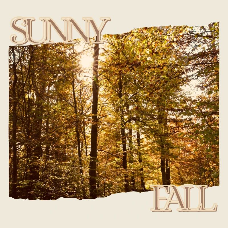 Sunny Fall - Herbstsonne im Wald