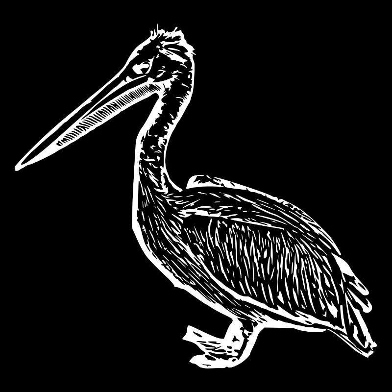 Pélicans Oiseaux Oiseaux Pelecanus