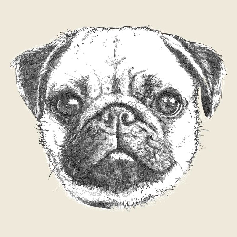 PUG | MOPS - GEZEICHNET