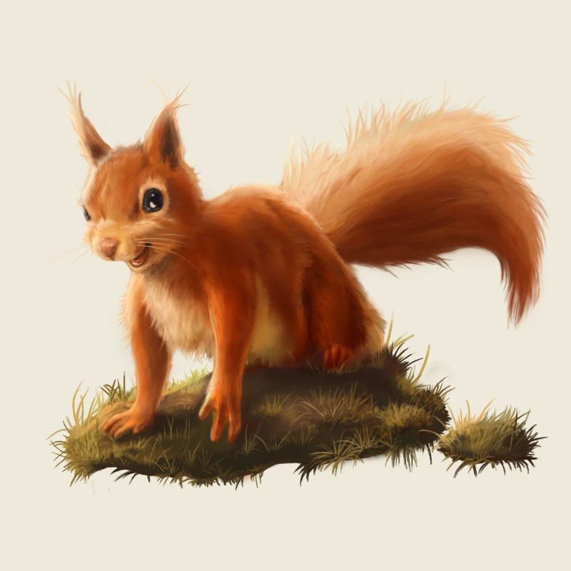 Little Squirrel