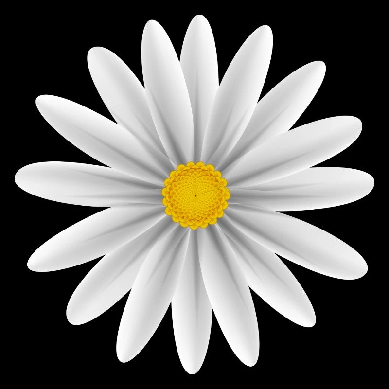 White Daisy Top Down