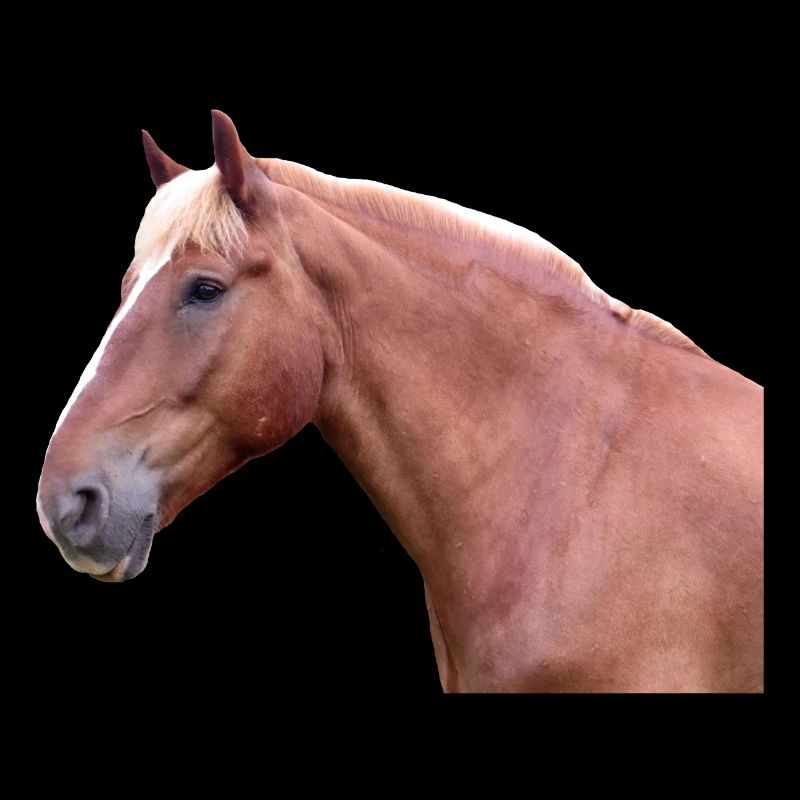 Pferdekopf Pferd Dressurpferd Pferderasse Reiter