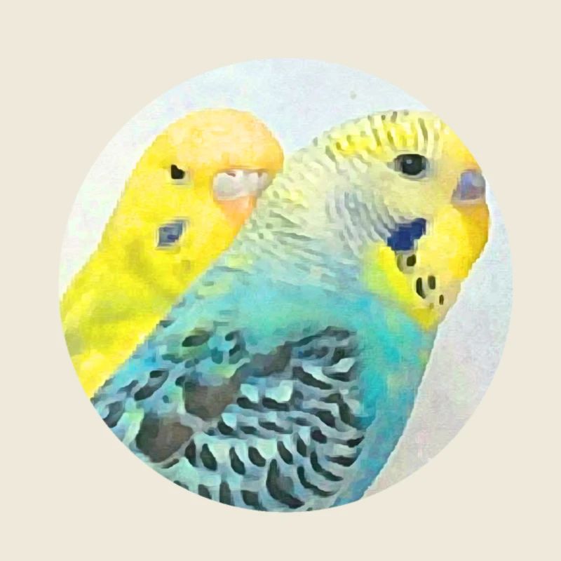 budgies