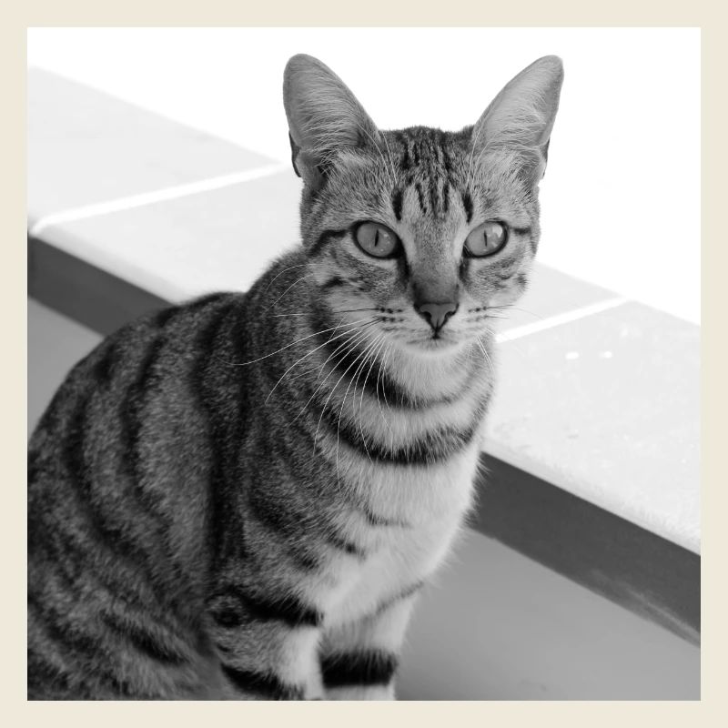 Portrait de fond de chat blanc-noir
