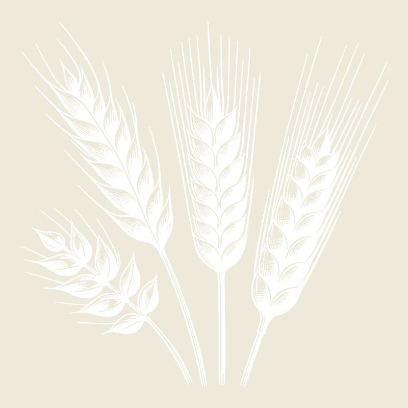 Différents types d’épis de céréales