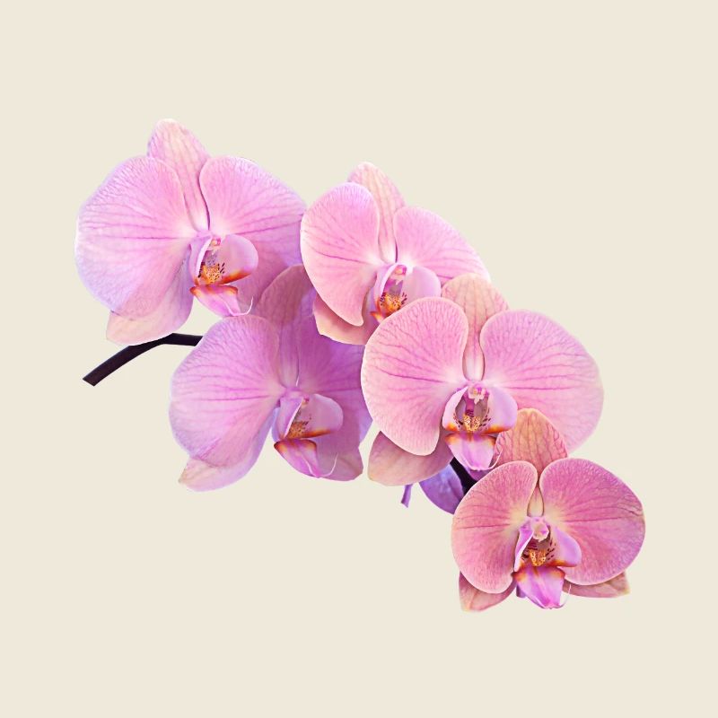 orchidée rose isolé clipart
