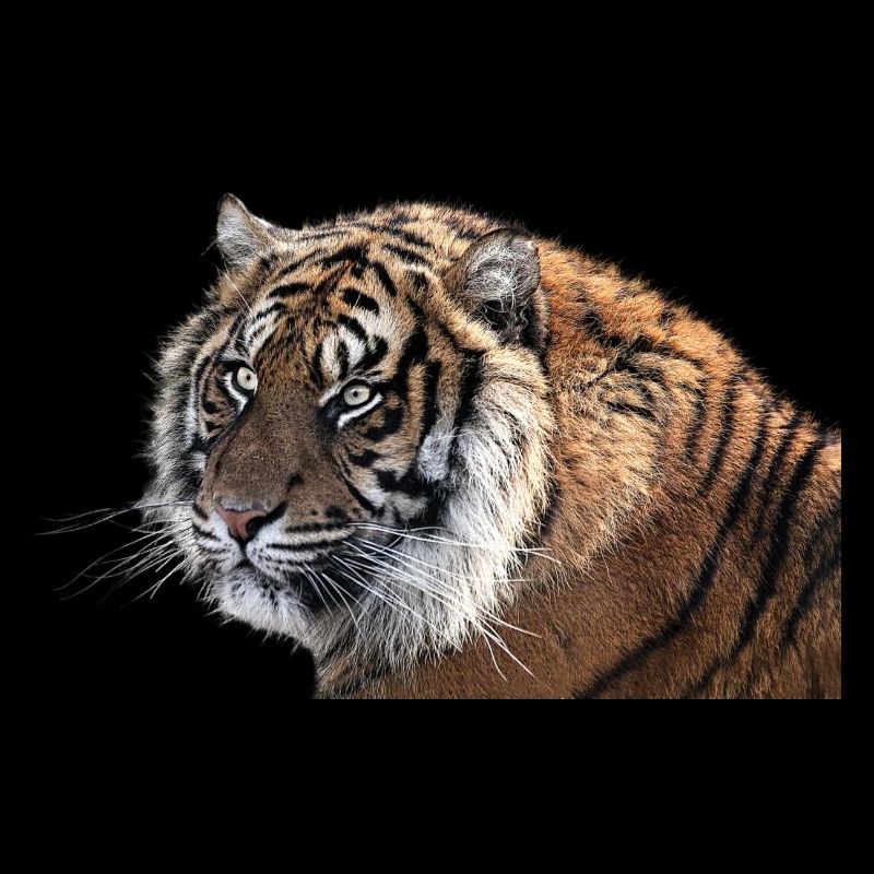 Bengalischer Tiger