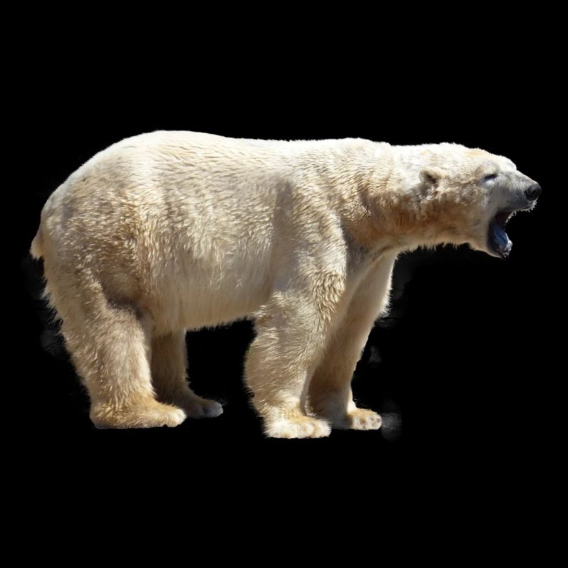 polar bear north pole north pole alaska11
