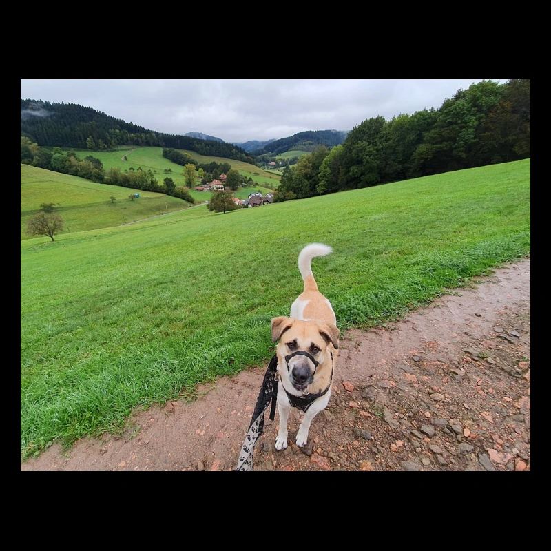 Awesome view with dog