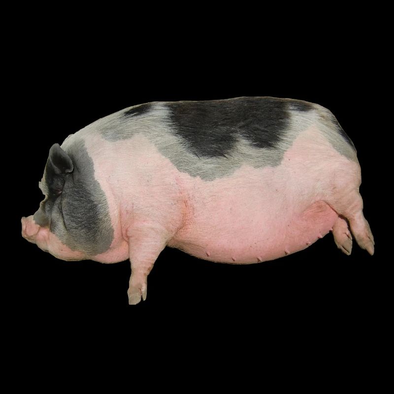 pig