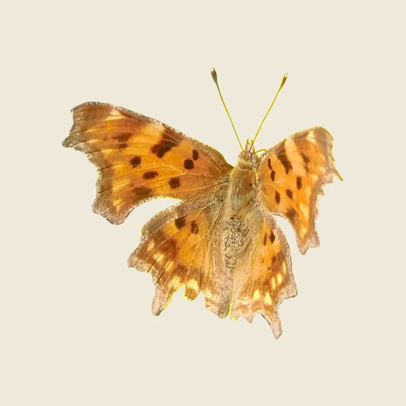Butterfly C-Moth