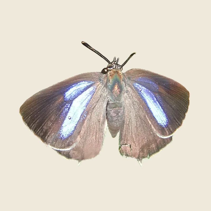 Blauer Eichen-Zipfelfalter