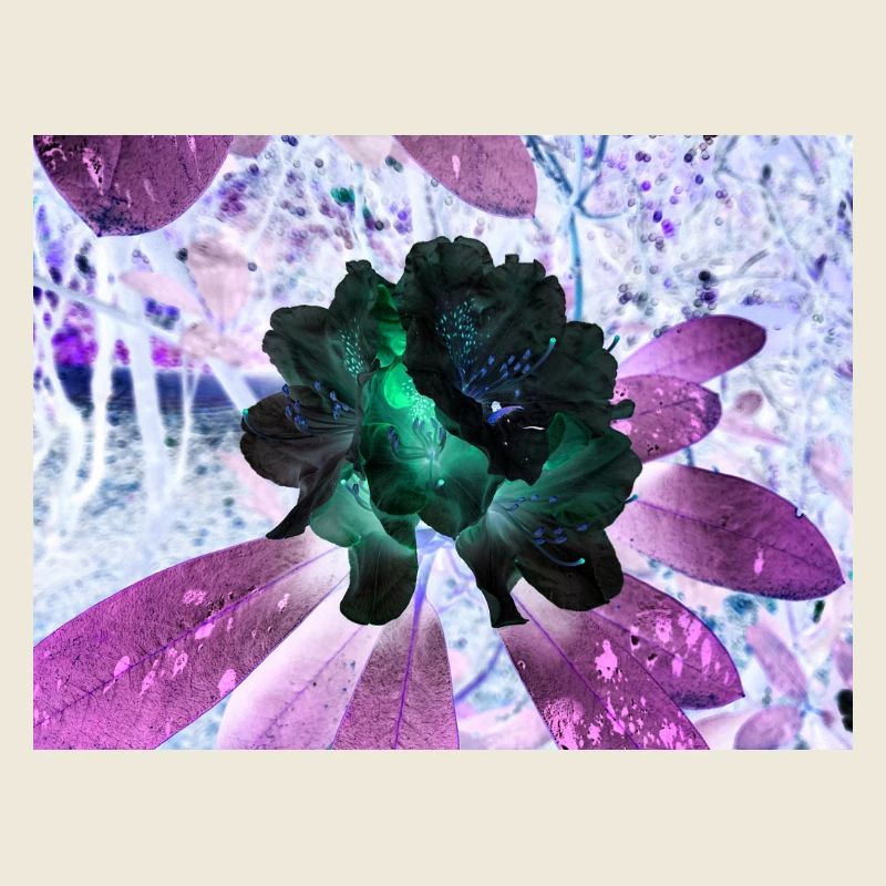 Disposition Hyperflora de Neonblumen