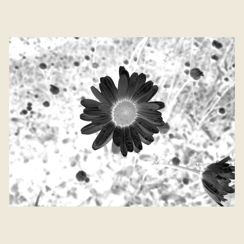 Monochrome Flower Circle