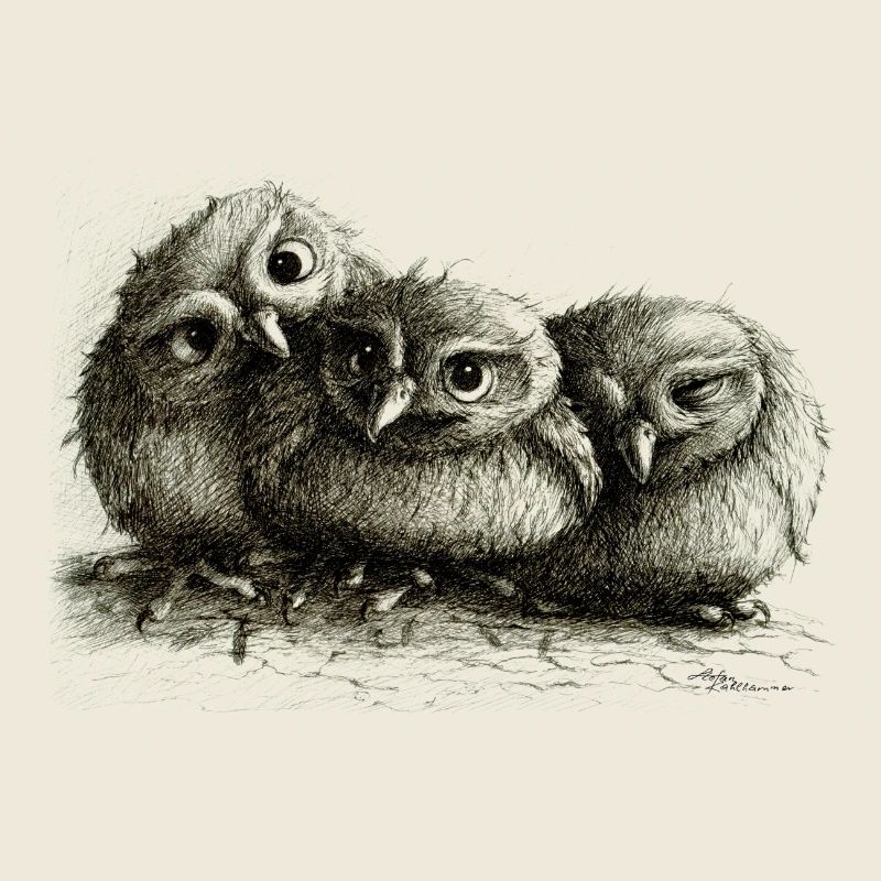 drei junge eulen