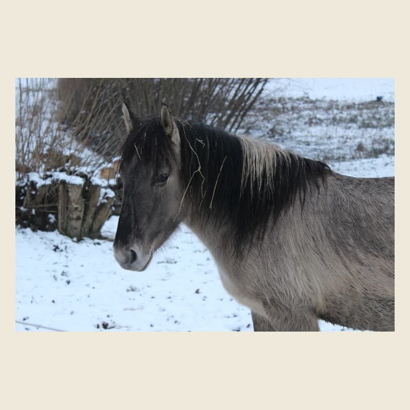 Affiche Cheval Cheval