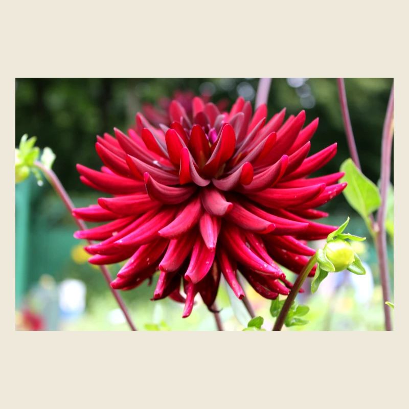 Dahlia Fleur Rouge, Fleur