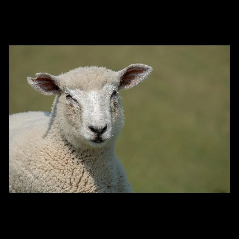 A Sheep on a Dike Northern Germany Poster