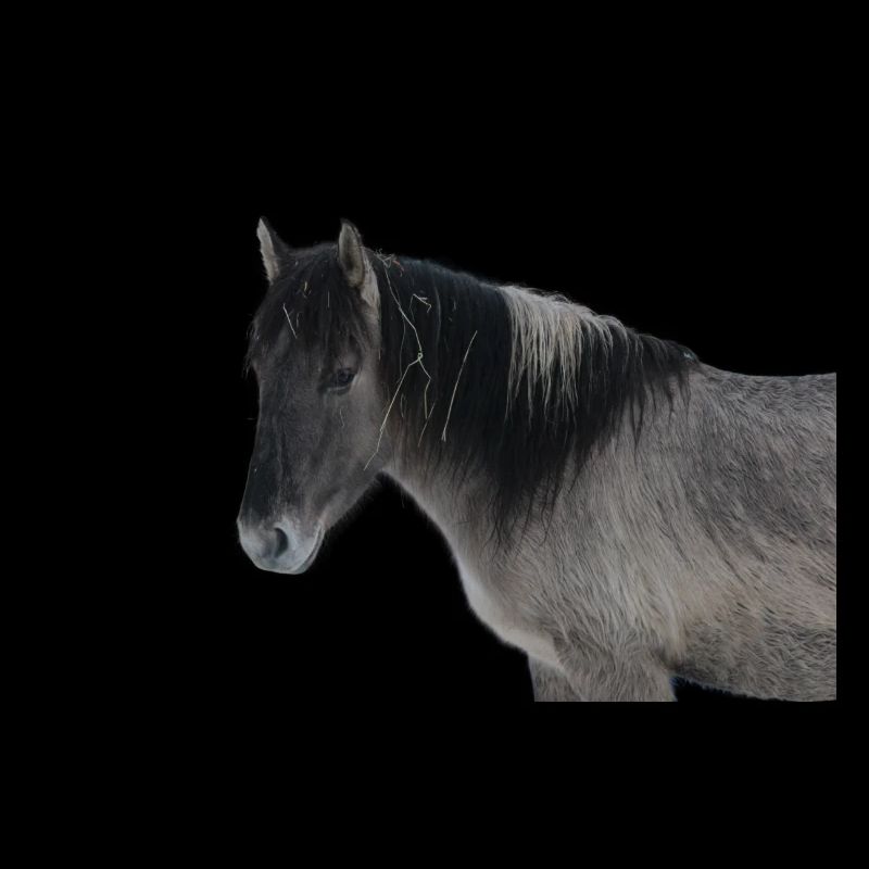 Horses T-shirt Gift Rider